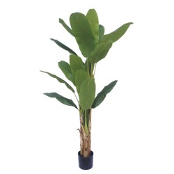 ΔΕΝΤΡΟ ΜΠΑΝΑΝΙΑ ΤΡΙΠΛΗ REAL TOUCH ΣΕ ΓΛΑΣΤΡΑ - Υ190cm 2/ΚΙΒ ΔΕΝΤΡΟ ΜΠΑΝΑΝΙΑ ΤΡΙΠΛΗ REAL TOUCH ΣΕ ΓΛΑΣΤΡΑ - Υ190cm 2/ΚΙΒ