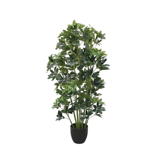 ΔΕΝΤΡΟ ΣΕΦΛΕΡΑ ΣΕ ΚΑΣΠΩ - Υ120cm 2/KIB ΔΕΝΤΡΟ ΣΕΦΛΕΡΑ ΣΕ ΚΑΣΠΩ - Υ120cm 2/KIB