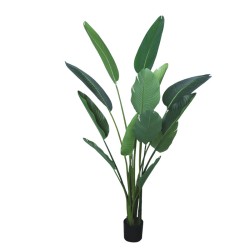 ΔΕΝΤΡΟ ΣΤΡΕΛΙΤΣΙΑ ΠΡΑΣΙΝΟ ΣΕ ΓΛΑΣΤΡΑ - Υ185cm 2/ΚΙΒ ΔΕΝΤΡΟ ΣΤΡΕΛΙΤΣΙΑ ΠΡΑΣΙΝΟ ΣΕ ΓΛΑΣΤΡΑ - Υ185cm 2/ΚΙΒ