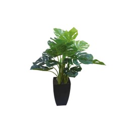 ΔΕΝΤΡΟ ΣΧΙΣΤΟΦΥΛΛΟ REAL TOUCH ΣΕ ΚΑΣΠΩ - Υ65cm 8/ΚΙΒ ΔΕΝΤΡΟ ΣΧΙΣΤΟΦΥΛΛΟ REAL TOUCH ΣΕ ΚΑΣΠΩ - Υ65cm 8/ΚΙΒ