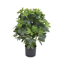 ΔΕΝΤΡΟ ΣΕΦΛΙΕΡΑ ΠΡΑΣΙΝΟ REAL TOUCH ΣΕ ΚΑΣΠΩ - Υ70cm 1/2ΚΙΒ ΔΕΝΤΡΟ ΣΕΦΛΙΕΡΑ ΠΡΑΣΙΝΟ REAL TOUCH ΣΕ ΚΑΣΠΩ - Υ70cm 1/2ΚΙΒ