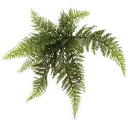 ΡΙΖΑ ΚΡΕΜΑΣΤΗ ΦΤΕΡΗ ΑΡΡΕΝΟΠΤΕΡΙΣ Φ46xY30cm 48/288KIB ΡΙΖΑ ΚΡΕΜΑΣΤΗ ΦΤΕΡΗ ΑΡΡΕΝΟΠΤΕΡΙΣ Φ46xY30cm 48/288KIB
