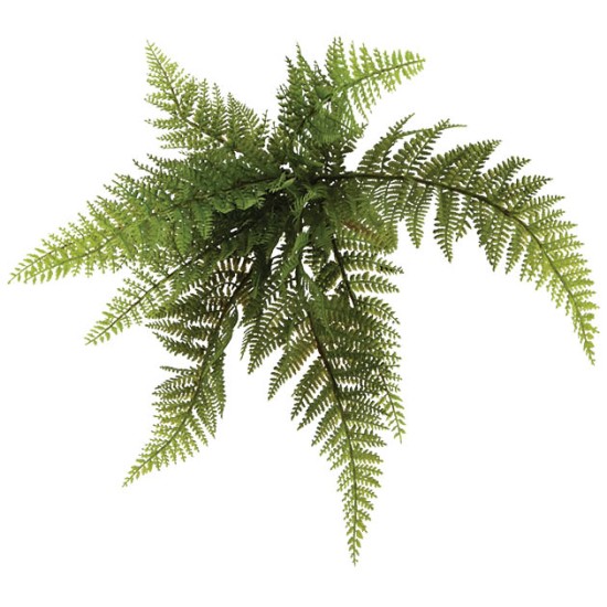 ΡΙΖΑ ΚΡΕΜΑΣΤΗ ΦΤΕΡΗ ΑΡΡΕΝΟΠΤΕΡΙΣ Φ46xY30cm 48/288KIB ΡΙΖΑ ΚΡΕΜΑΣΤΗ ΦΤΕΡΗ ΑΡΡΕΝΟΠΤΕΡΙΣ Φ46xY30cm 48/288KIB