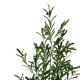 Διακοσμητικό φυτό Olive tree σε γλάστρα Inart πράσινο pp Υ120εκ Διακοσμητικό φυτό Olive tree σε γλάστρα Inart πράσινο pp Υ120εκ